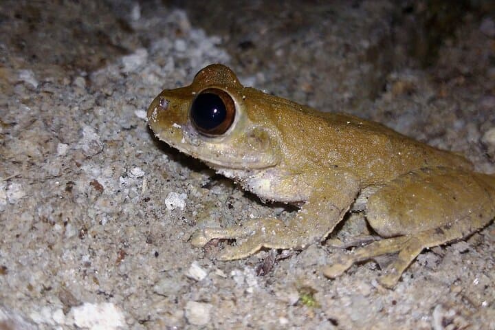 Night Observation Hike to the Source of Río Antón — El Valle de Antón photo 5