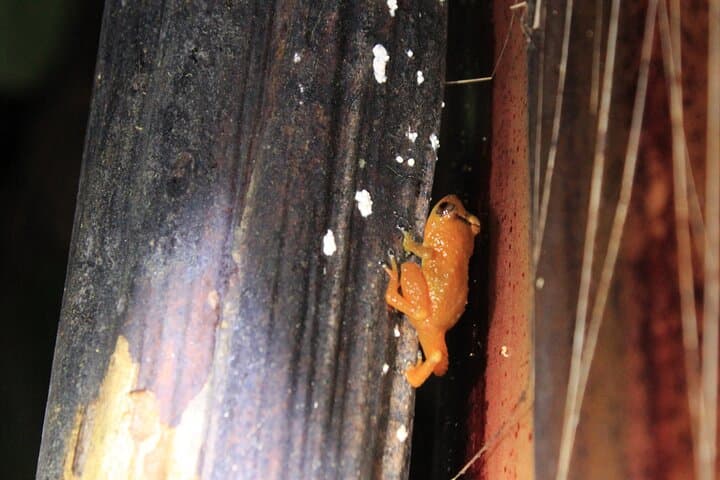 Night Observation Hike to the Source of Río Antón — El Valle de Antón photo 6