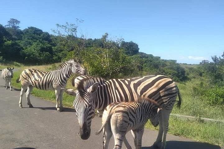 Hluhluwe-Imfolozi Day Safari: Big Five, Rhino Conservation & Rolling Savanna photo 3