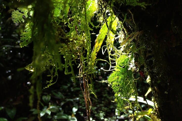 El Valle de Antón Birding: Private Nature Observation & Photography Tour photo 2
