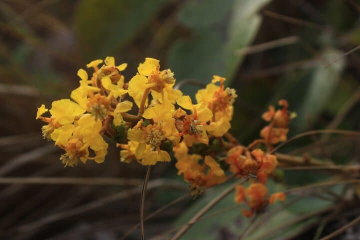 El Valle de Antón Birding: Private Nature Observation & Photography Tour photo 3