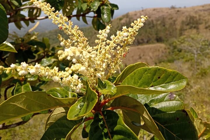El Valle de Antón Birding: Private Nature Observation & Photography Tour photo 4