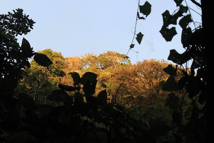 El Valle de Antón Birding: Private Nature Observation & Photography Tour photo 5