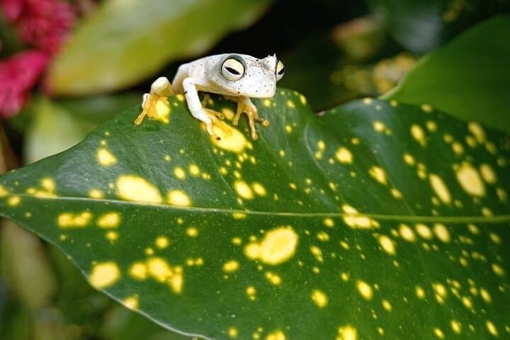 El Valle de Antón Birding: Private Nature Observation & Photography Tour