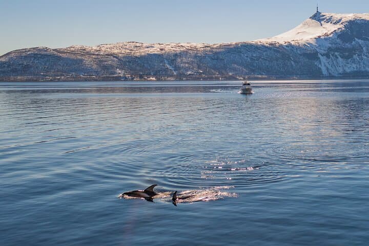 Alta Fjord Whale Watching: Heated Boat Tours for Orcas and Humpbacks photo 2