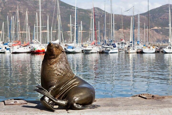 Cape Peninsula Private Full-Day Tour: Cape Point, Chapman's Peak & Boulders Beach photo 6