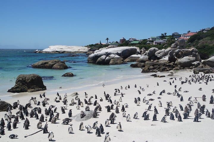 Cape Point & Seal Island Full-Day: Penguins, Cliffs and Two Oceans