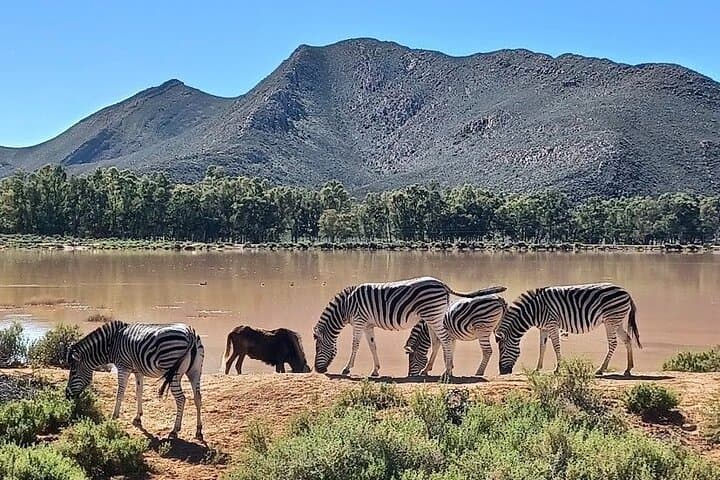 Sunset Big 5 Aquila Safari: Snacks and Wine Tasting from Cape Town photo 6