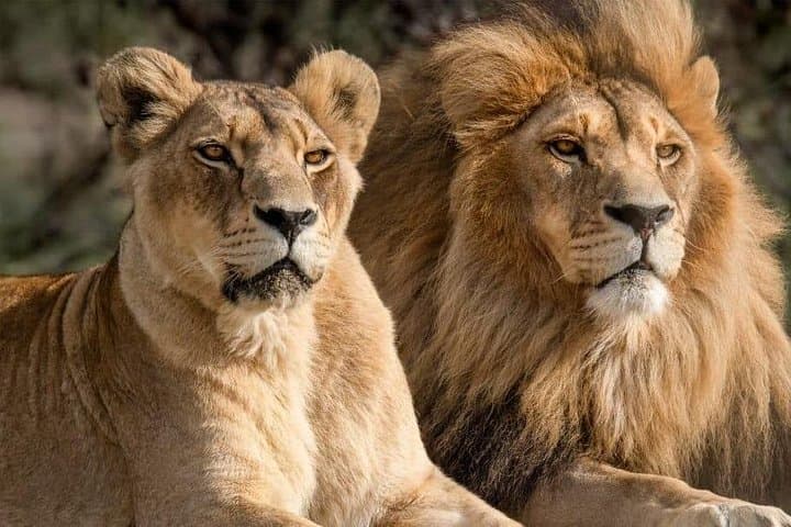 Aquila Reserve Safari: Cape Town Day Trip with Wine Tasting and Game Drive photo 2