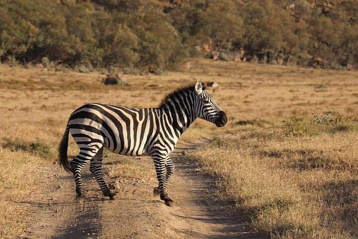 5-Day Budget Safari: Masai Mara, Lake Nakuru & Lake Naivasha — Practical Guide photo 3