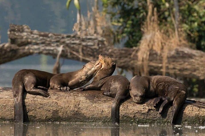 4-Day Sandoval Lake Lodge Adventure: Amazon Wildlife & Canoe Tours from Puerto Maldonado