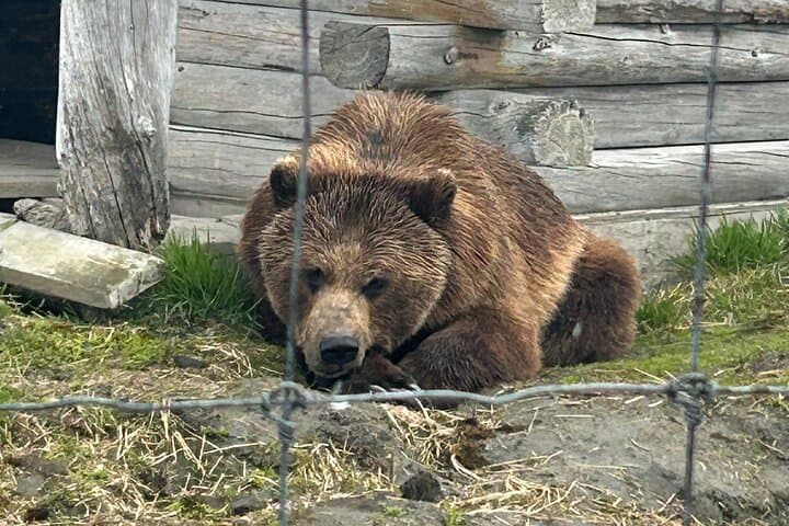 Explore Alaska’s Wildlife and Glaciers: A Scenic Journey from Anchorage photo 2