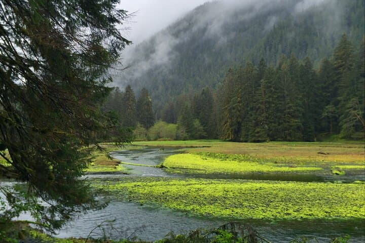 Explore Alaska's Wild Heart: Bears, Fjords, and Frontier Life at Silver Bay photo 2