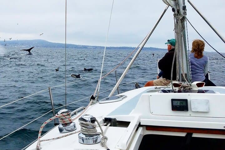 Monterey Whale Watching Cruise: A Private Marine Safari on the Pacific