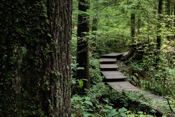 Private North Shore Rainforest & Suspension Bridge Hike — Vancouver photo 3