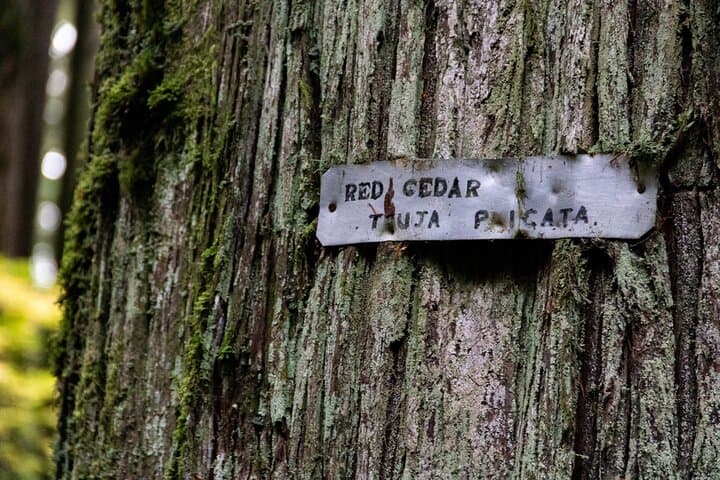 Private North Shore Rainforest & Suspension Bridge Hike — Vancouver photo 4