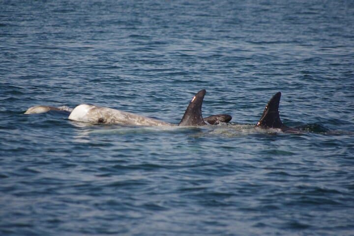 Monterey Whale Watching Cruise: A Private Marine Safari on the Pacific photo 2
