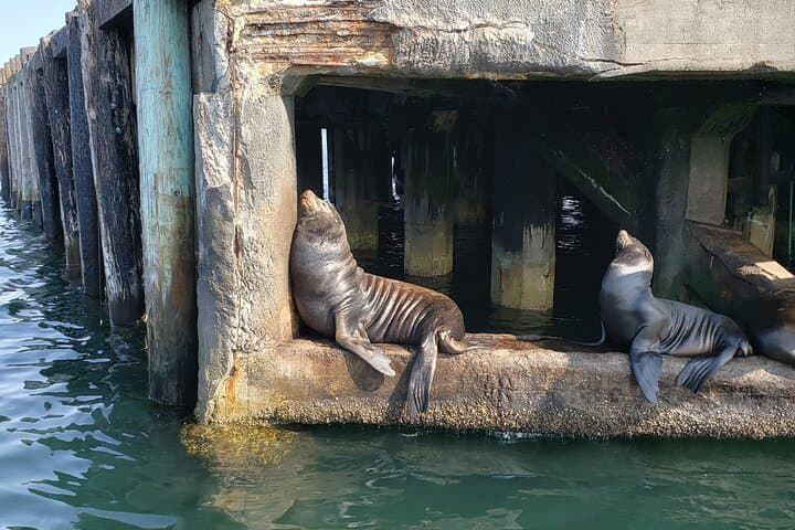 Monterey Whale Watching Cruise: A Private Marine Safari on the Pacific photo 6