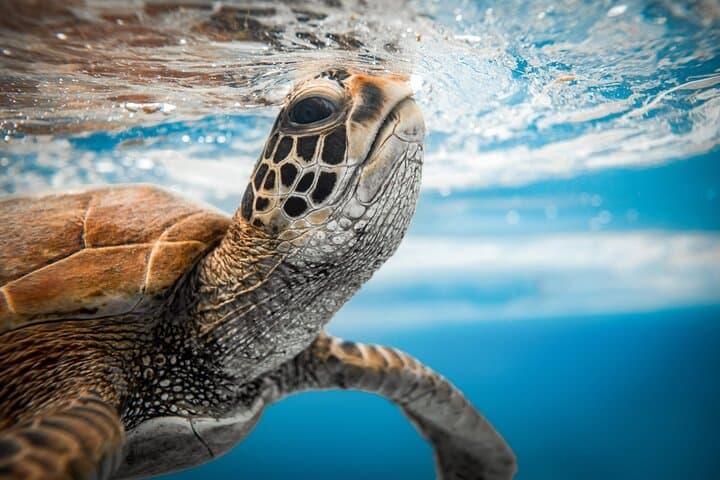 Swim With The Turtles in Rarotonga: Guided Snorkel at Muri Lagoon