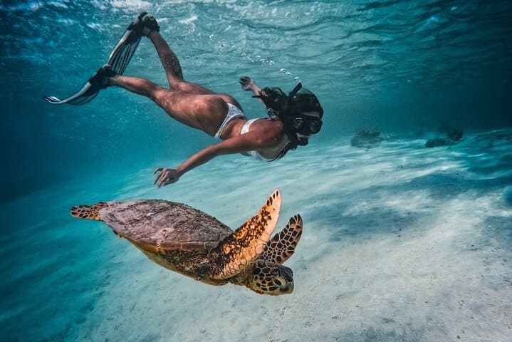 Private Rarotonga Turtle Snorkel Tour — Swim with Turtles in the Lagoon photo 4