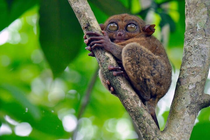 8-Day Cebu and Bohol: Culture, Chocolate Hills & Coastal Encounters photo 3