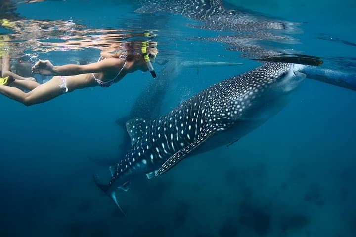 8-Day Cebu Adventure: Island Hopping, Kawasan Canyoneering & Whale Shark Encounter photo 1