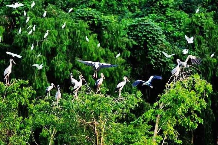 Can Tho Authentic Discovery: 3-Day Mekong Delta Homestay, Floating Market & Nature Reserve photo 2