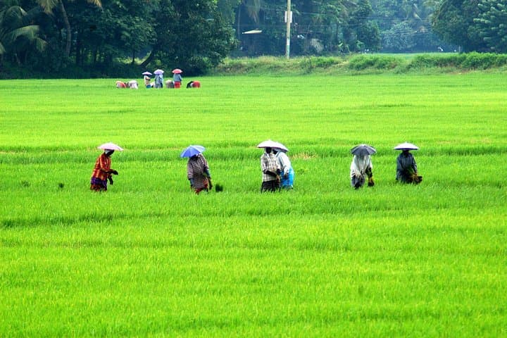 Kerala Hills & Backwaters: 6-Day Cochin, Munnar, Periyar and Alleppey Houseboat Itinerary photo 1