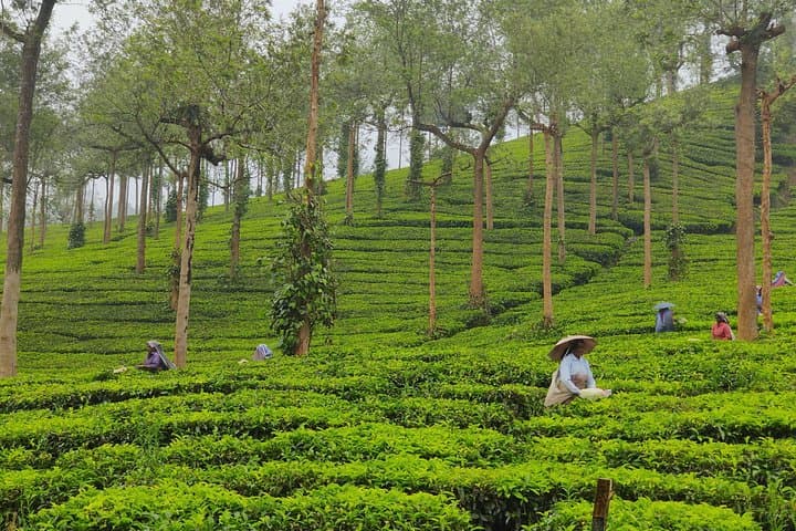 Kerala Hills & Backwaters: 6-Day Cochin, Munnar, Periyar and Alleppey Houseboat Itinerary photo 3