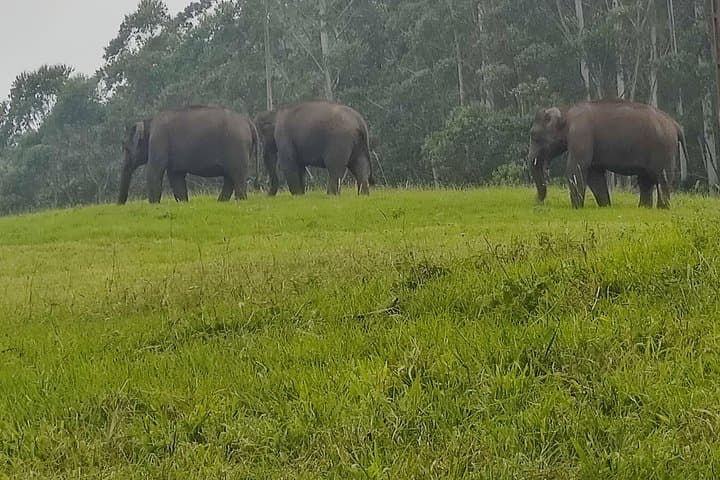 Kerala Hills & Backwaters: 6-Day Cochin, Munnar, Periyar and Alleppey Houseboat Itinerary photo 4