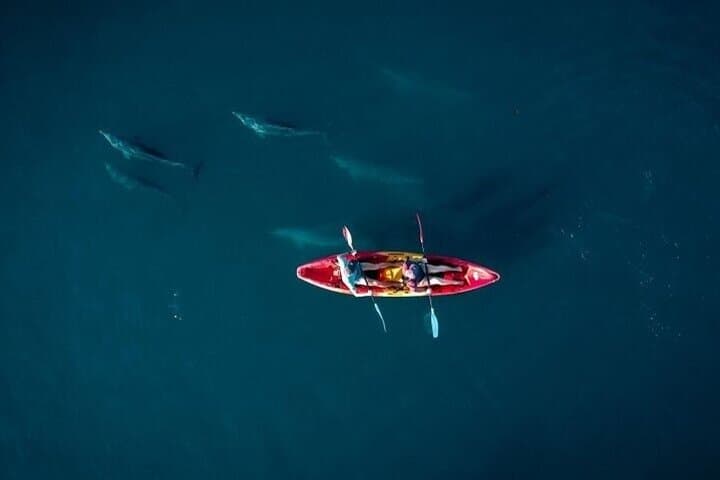 Sunrise Kayak with Dolphins in Tamarin Bay — 2-Hour Guided Eco-Encounter
