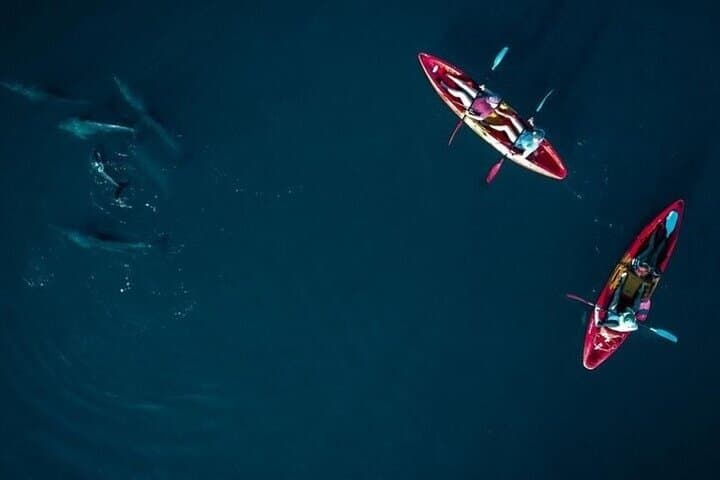 Sunrise Kayak with Dolphins in Tamarin Bay — 2-Hour Guided Eco-Encounter photo 6