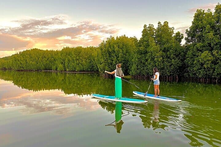 Guided Stand Up Paddle on Tamarin River — Paddle Through Mangroves & Wildlife
