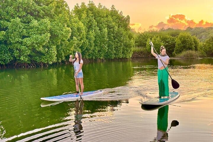 Guided Stand Up Paddle on Tamarin River — Paddle Through Mangroves & Wildlife photo 2