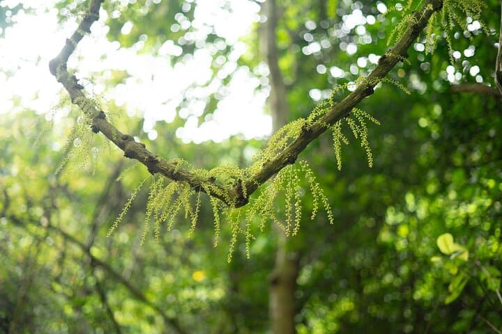 Full-Day Trekking Cat Ba National Park & Viet Hai Village — From Cat Ba Town photo 5