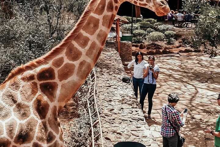 hand-feed-rothschild-giraffes-private-tour-giraffe-centre-nairobi photo 6