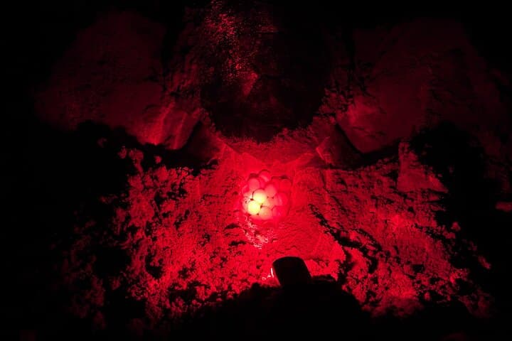 Boa Vista Turtle Nesting Tour: Guided Loggerhead Night Experience photo 2