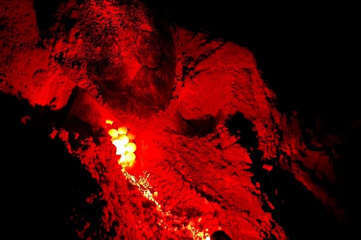 Boa Vista Turtle Nesting Tour: Guided Loggerhead Night Experience
