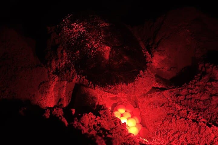 Boa Vista Turtle Nesting Tour: Guided Loggerhead Night Experience photo 3