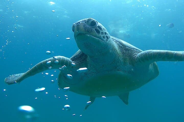 Boa Vista Turtle Nesting Tour: Guided Loggerhead Night Experience photo 6