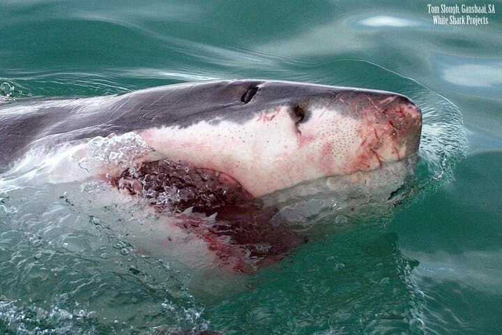 Shark Cage Diving in Kleinbaai: Great White Encounters off Gansbaai photo 4