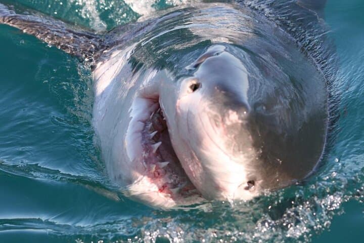 Shark Cage Diving in Kleinbaai: Great White Encounters off Gansbaai photo 5
