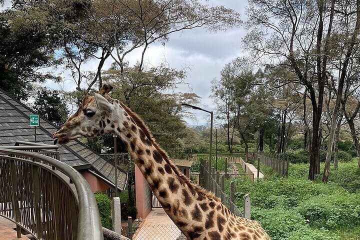 hand-feed-rothschild-giraffes-private-tour-giraffe-centre-nairobi photo 2