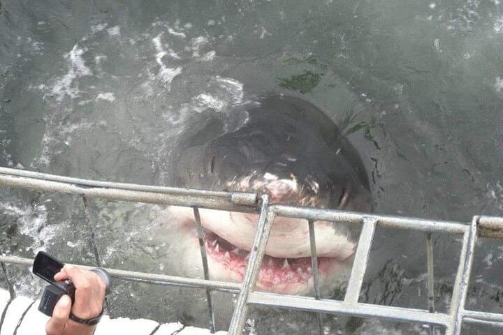 Shark Cage Diving in Kleinbaai: Great White Encounters off Gansbaai