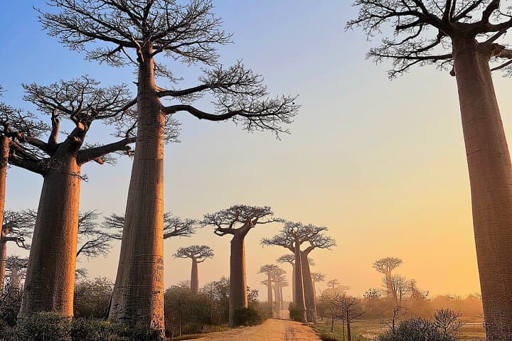11-Day Private Madagascar Adventure: Lemurs, Baobabs & Rainforest Trails