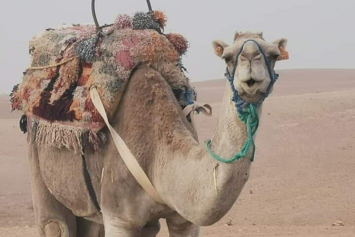 Sunset Camel Ride and Berber Dinner in Agafay Desert