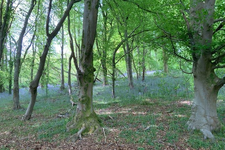 Ridgeway Views: Private Hike from Parc Cefn Onn to Cardiff Vistas photo 6