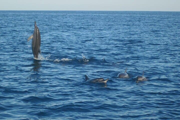 Early-Morning Dolphin & Snorkel Cruise from La Gaulette