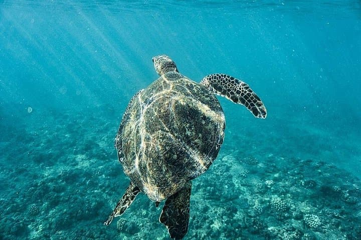 Exclusive Waikiki Yacht Snorkel: Private 43-Foot Cruise with Lunch and Bevs photo 3
