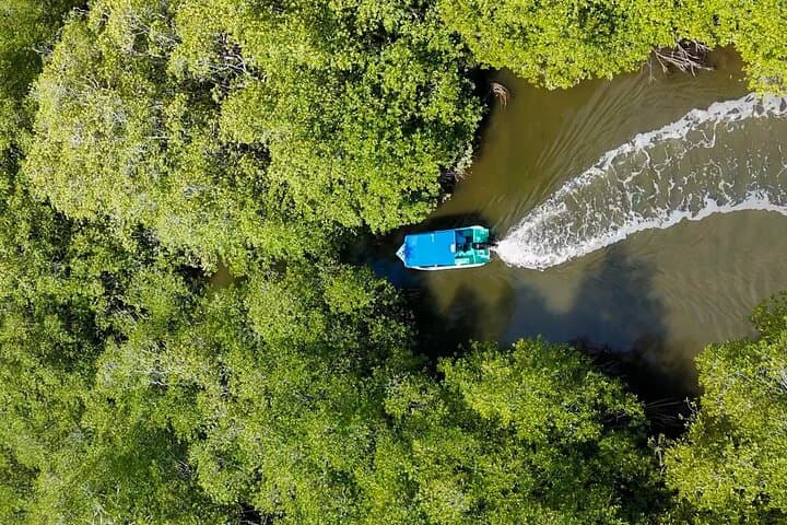 One-Day Corcovado National Park Wildlife Adventure from Sierpe photo 4